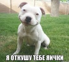 «Улыбка» собаки — часто плохой знак