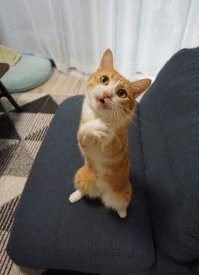 22 котика, которые деликатно просят хозяев обратить на них внимание