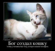 22 котика, которые деликатно просят хозяев обратить на них внимание