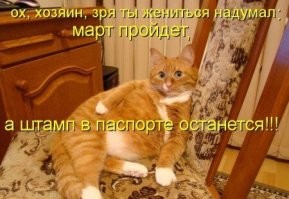 22 котика, которые деликатно просят хозяев обратить на них внимание