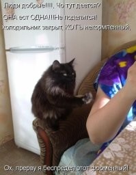 22 котика, которые деликатно просят хозяев обратить на них внимание