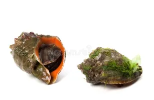 Да обычно выглядят.
Они где то на глубине от 3 метров обитают