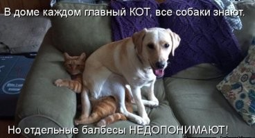 25 примеров гармоничного и не очень существования в одном доме нескольких питомцев