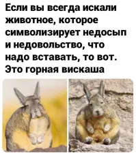 у меня новое тотемное животное
