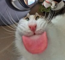 Ещё одна причина, почему установить камеру в кормушку своего питомца — хорошая идея