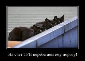 20 котиков, которые попытались овладеть искусством сливаться с местностью, но что-то пошло не так