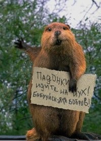 Как бобры запасаются "прикормкой" на зиму