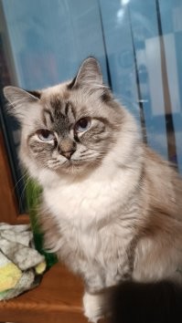 Моя на половину невская, на половину дворянская )) Весовая категория выдаёт её сибирские корни.