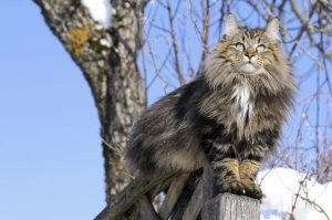 Норвежец