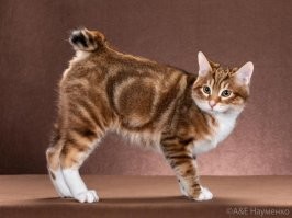 Курильские бобтейлы совсем не злобные! Что за лютый бред? Две кошки у нас живут - очень ласковые. Необычные - это да. Не боятся ни воды, ни пылесоса. Разговорчивые - общаются с нами на своем языке, и, вообще, вообще они более контактные. Вот в этом плане они как собаки. Нет от них специфического кошачьего запаха от мочи. И они очень большие чистюли. Младшая хорошо дрессируется. Уже пять команд знает. И прямо сама подходит, чтобы с ней занимались. Старшая - нет, игнорит попытки ее дрессировать. Зато она все дела со мной делает. Всегда в первых рядах в любой движухе в доме. И еще у них удивительно симметричный окрас. У обоих мраморный окрас с завитушками и пятнами, но вот практически одинаковый на правом и левом боках. Вот как на картинке примерно. И еще одна необычность - их вообще не интересует человеческая еда. Едят они свой корм, носят мышей, птиц, но никакого попрошайническтва колбасы и лазания по столу нет. Да, и не болеют они особо. Все же, естественная порода, а не искусственно выведенная.