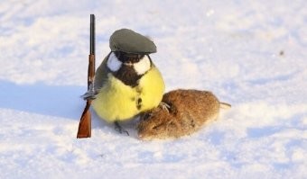 Зачем синиц нужно кормить салом зимой?