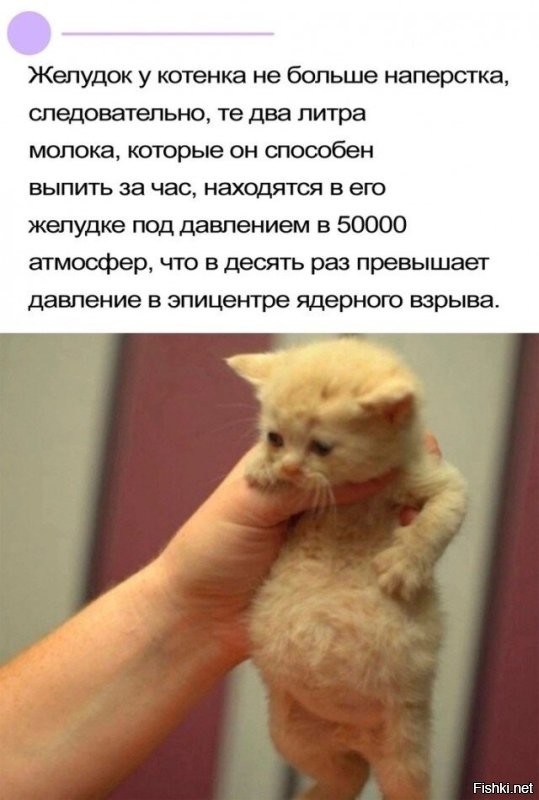 Котёнок наелся и спит