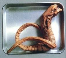 на грудолома похоже