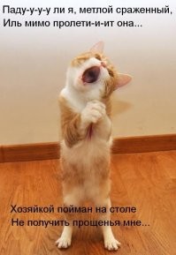 20 просительных взглядов, демонстрирующим которые существам невозможно отказать