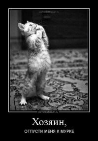 20 просительных взглядов, демонстрирующим которые существам невозможно отказать