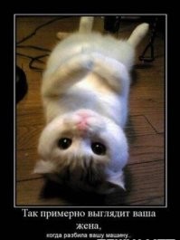 20 просительных взглядов, демонстрирующим которые существам невозможно отказать