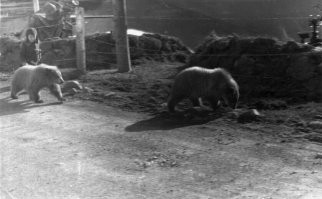 ничего удивительного. Фото 70-х годов. Камчатка. бухта Бечевинская. Просто медведь