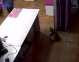 Дожили. Уже котов заставляют работать в ПВЗ...