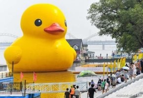 С курочкой перепутала.. или уточкой.

.