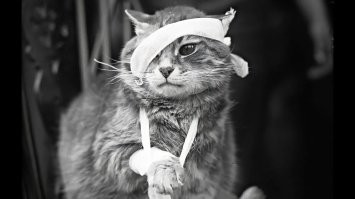 Кот красиво ушёл