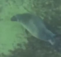 Ну нерпа и нерпа. Живёт она там.
Вот если бы она там синего кита увидела, тогда да, было бы понятно её удивление.

Если перевести это на польский, то получится известный видеоролик о бобре.