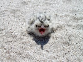 Птенчики у них прикольные, в песке греются. Фотографировал на островах на Нижней Волге