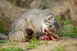 Наверное, здесь он доволен... Но это не точно )))