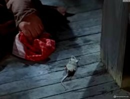 Тихий час с любимыми питомцами