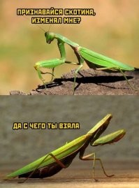 Кем питаются богомолы (16+)