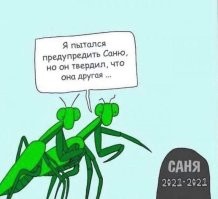 Кем питаются богомолы (16+)