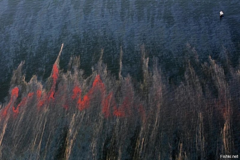 СШП 2010