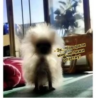Намешалось