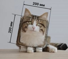 Не худенький такой котёнок...