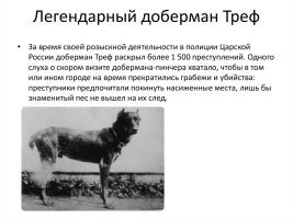 У Мухтара, кстати, был вполне реальный прототип.