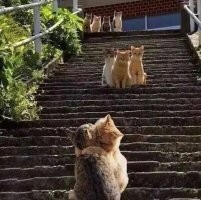 На что способны коты, чтобы добраться до кошек