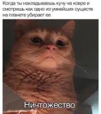 20 котиков-мыслителей, обдумывающих важные идеи