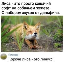 Большеухая лиса: Это не лиса! Люди ошибались 200 лет. Что же это за странный зверь?
