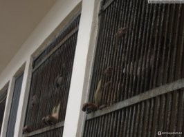 В Краснодаре задержали преступную группу, легализовавшую более 2000 мигрантов
