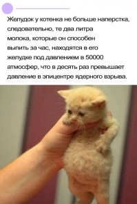 30 смешных животных, сосредоточившихся на поисках вкусняшек и дарящих хорошее настроение