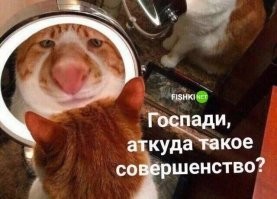 20 котиков-мыслителей, обдумывающих важные идеи