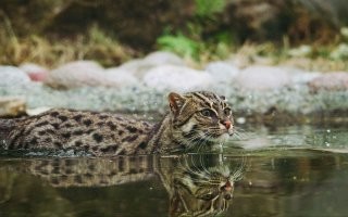 Это виверровый кот-рыболов. Ему не надо костра, ему надо бассейн