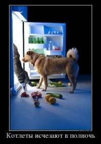 30 смешных животных, сосредоточившихся на поисках вкусняшек и дарящих хорошее настроение