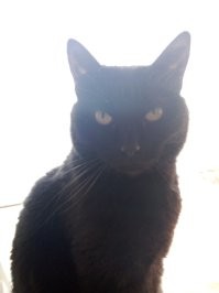 Мое, чо мыслит, хз...