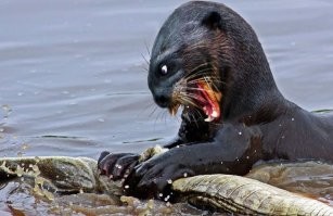 30 смешных животных, сосредоточившихся на поисках вкусняшек и дарящих хорошее настроение