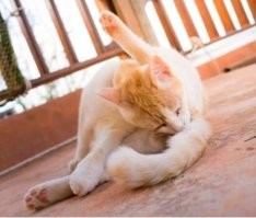 Безумное хобби: парень организует похороны отловленным в своем доме насекомым