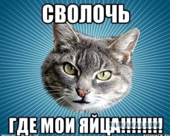 Оригинальный аксессуар для кастрированных котов
