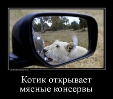 Тигр вышел на дорогу и начал преследовать автомобиль