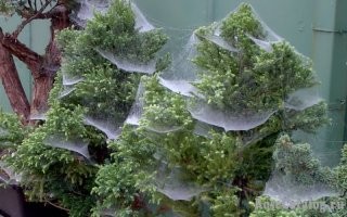 Если это был бы паутинный клещ. Пихта выглядела бы как-то так.
А то что показали, так это со стола убирать надо после еды.