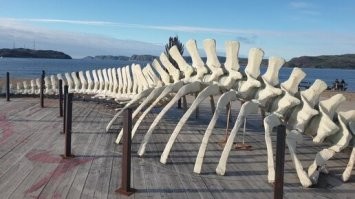 На мамонта вроде не канает. У них совсем другая структура костей. Трубчатая. Бивни тоже не подходят.
А вот китовая более менее. После должной обработки можно было бы соорудить подобную конструкцию.
Однако, как мы знаем из краткого курса истории Средиземья, драконы были ящерами. Так что вполне возможно, что кость драконья