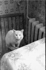 Приглашенный на обед кот с улицы. 1995 год